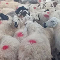 میش قلمه آباده ای ابستنمایه دار|حیوانات مزرعه|اقلید, |دیوار