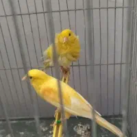 قناری‌جفتی‌بشرط