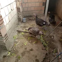 سه تا بوقلمون ماده تخم گذار