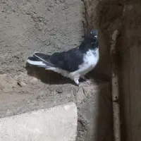 کبوتر غریب نشوندار