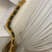 عروسک پولیشی طول۱۴۰ سالم|اسباب‌‌بازی|تهران, توحید|دیوار