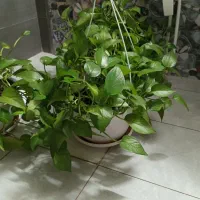 پیتوس بسیار پر و شاداب