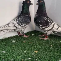 کبوتر طاووسی سیاه کاکولی