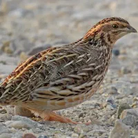 بلدرچین ماده تخم گذار