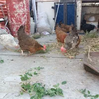مرغ