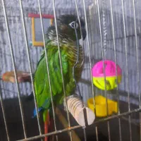 گرینچیک نر مست مست فروشی یا معاوضه