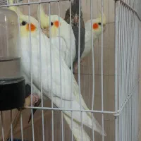 عروس هلندی