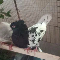 کبوتر کله سیاه کاکلی