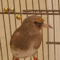 سهره کرمونی جوجه نر