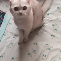 گربه اسکاتیش|گربه|تهران, تهرانپارس غربی|دیوار