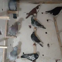 چند عدد کبوتر برا فروش زرند هستن