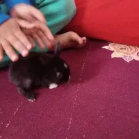 بچه خر گوش زرنگ سالم. م قشلاق چرخلو|موش و خرگوش|رامند, |دیوار