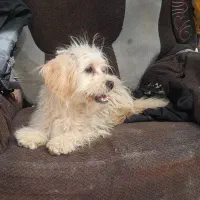 سگ شیتزو نریز