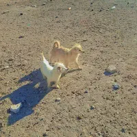 سگ پاکوتاه۹۰۰ ماده|سگ|هشتگرد, شهرک راه آهن|دیوار