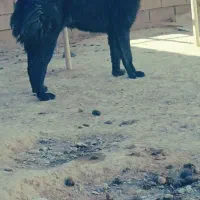 سگ نرقدرجونی بدردبخور