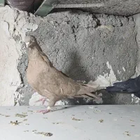 زرد و زاغ آبادانی|پرنده|زابل, |دیوار