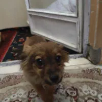 سگپامری توله|سگ|کرج, شهرک جهاننما|دیوار