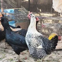 مرغ تخم گذار رسمی محلی ومرغ کرچ۲رگ لاری وجوجه گلین|حیوانات مزرعه|تهران, جوانمردان (اندیشه)|دیوار