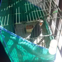 پرنده عروس هلندی