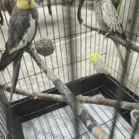 عروس هلندی بالغ یک جفت با وسایل کامل
