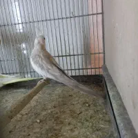 عروس هلندی البینو|پرنده|نسیمشهر, |دیوار