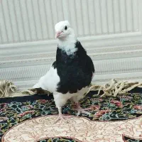 کبوتر طوقی جوجه ۴ عدد نر|پرنده|اهواز, ۲۰۰۰واحدی|دیوار