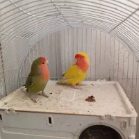 طوطی|پرنده|پیشوا, |دیوار