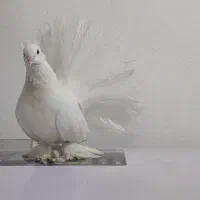 کبوتر دم چتری سفید نر اصل|پرنده|جم, |دیوار