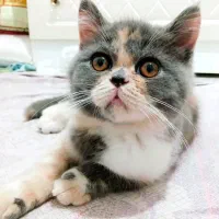 گربه بریتیش