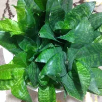 ساعت پیش در شیروان خراسان شمالی