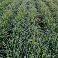 اجاره زمین کشاورزی