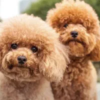 توی پودل اورجینال|سگ|مشهد, صیاد شیرازی|دیوار