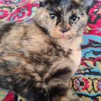 بچه گربه گمشده