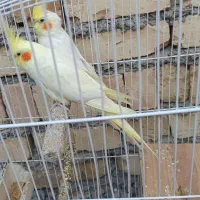 دو جفت عروس هلندی لوتینو|پرنده|میانه, |دیوار