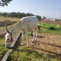 ۲ عدد خر نر|حیوانات مزرعه|قم, پردیسان|دیوار