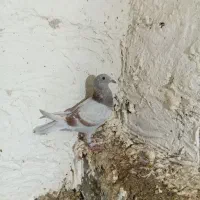 پرنده|اشیا|برازجان, |دیوار