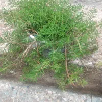 گلفروشی خونگی