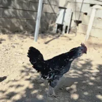 خروس گلین|حیوانات مزرعه|شیراز, کودیان|دیوار