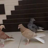 ۵ عدد دم سفید خوشگل