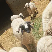 شیشک