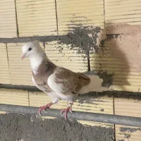 دو عدد نر سرور با جوجه ولاکی