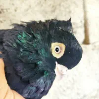 کبوتر صرب نر