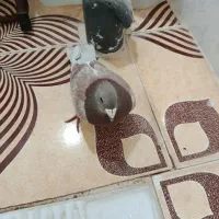 کبوتر جفت پلاکی جفت سینه طوقی شهری سینه سوسنی