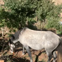 اسب|حیوانات مزرعه|فشم, |دیوار