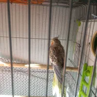 عروس هلندی مولد|پرنده|محمدشهر, محمدشهر|دیوار