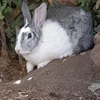 خرگوش