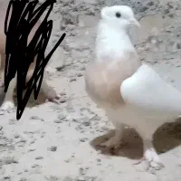 کفتر طوقی|پرنده|کاشمر, |دیوار