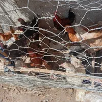 مرغ گلپایگانی جوجه خروس اردک