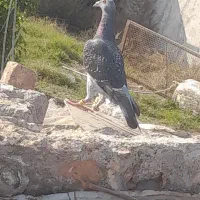 کبوتر دورگ|پرنده|گرگان, |دیوار