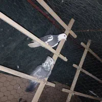 کبوتر پرشی|پرنده|سمنان, |دیوار